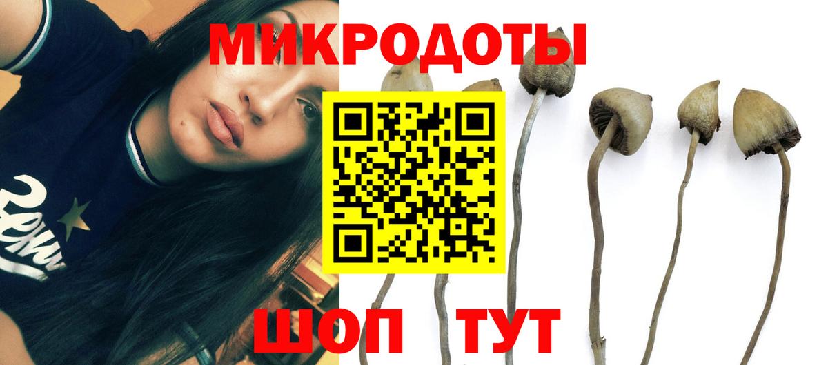 Галлюциногенные грибы Cubensis Кашира